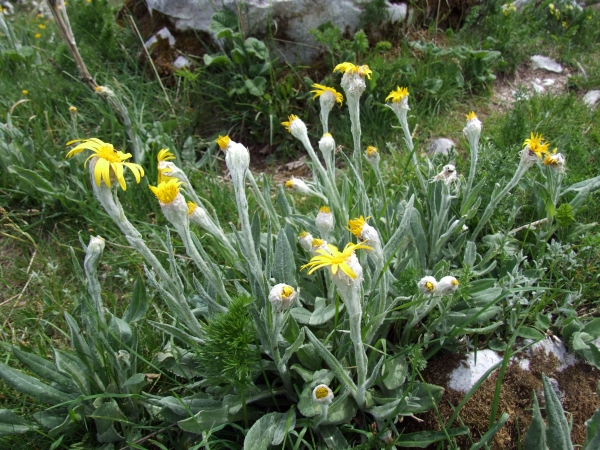 Senecio scopolii / Senecione illirico